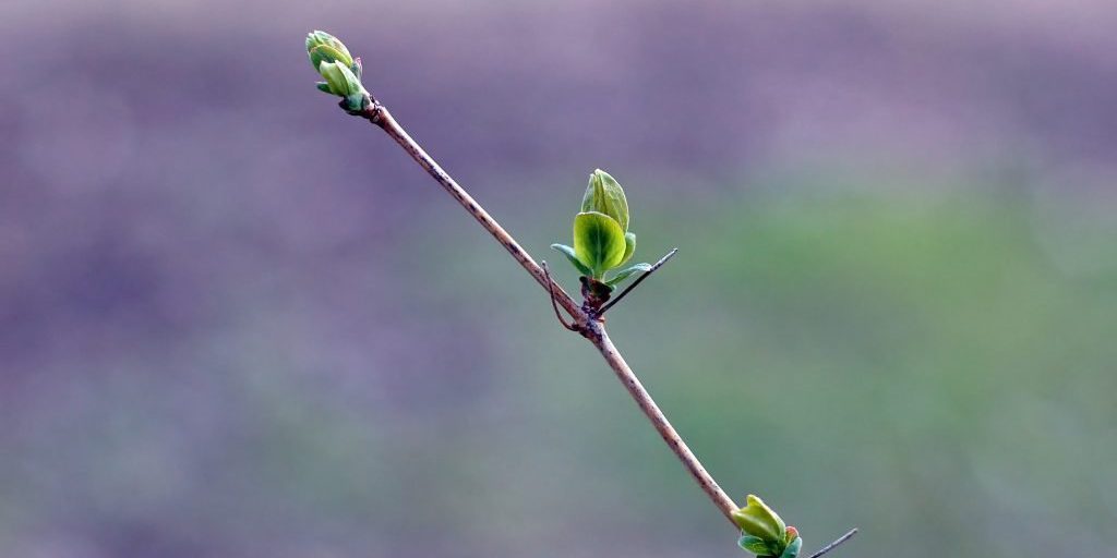 branch-growing-1024×716